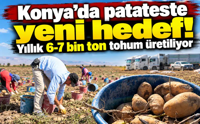 Konya’da patateste yeni hedef! Yıllık 6-7 bin ton tohum üretiliyor