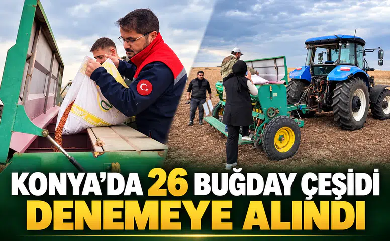 Konya’da 26 buğday çeşidi denemeye alındı