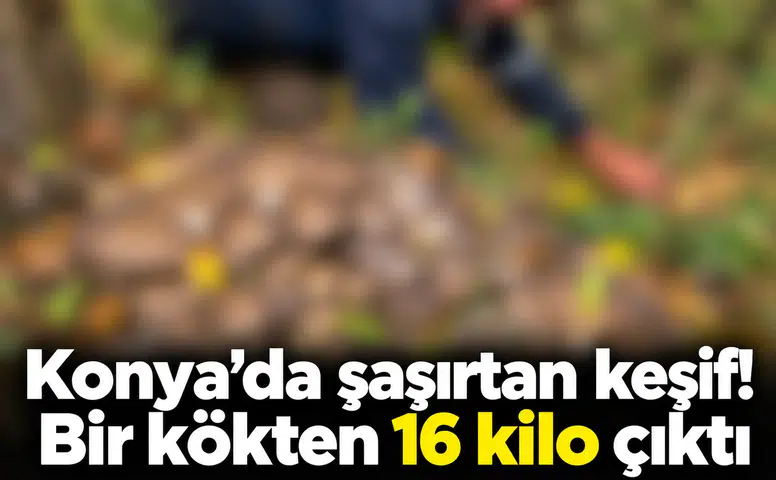 Konya’da şaşırtan keşif! Bir kökten 16 kilo çıktı