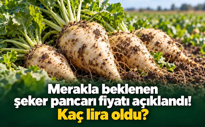 Merakla beklenen şeker pancarı fiyatı açıklandı! Kaç lira oldu?