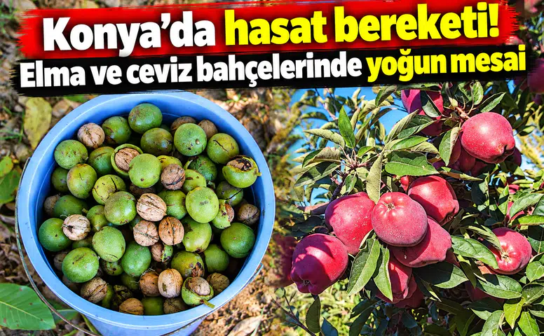 Konya’da hasat bereketi! Elma ve ceviz bahçelerinde yoğun mesai