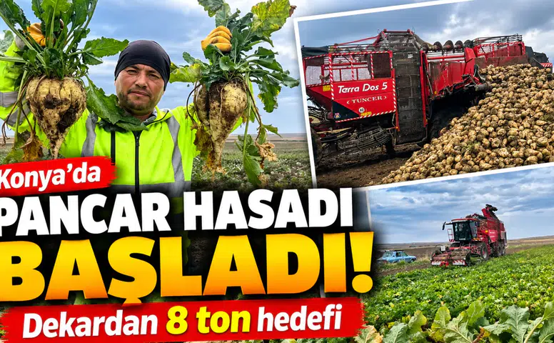 Konya’da pancar hasadı başladı! Dekardan 8 ton hedefi