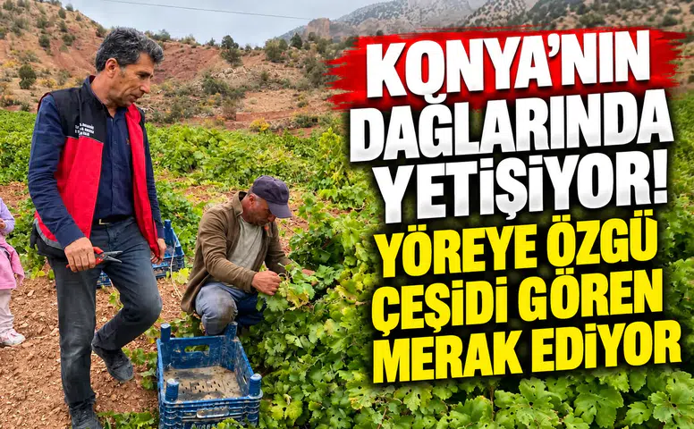 Konya’nın dağlarında yetişiyor! Yöreye özgü çeşidi gören merak ediyor