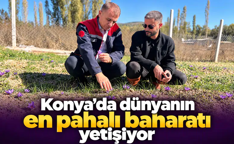 Konya’da dünyanın en pahalı baharatı yetişiyor