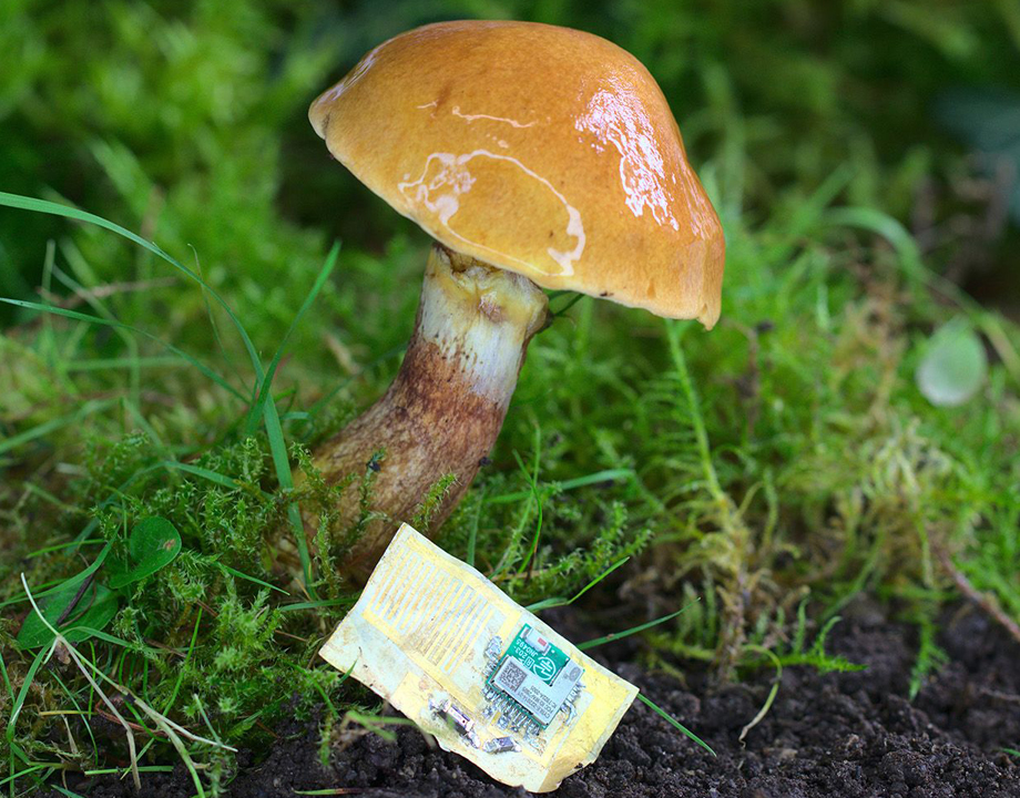 mushroom-substrate-mertsahin-demircioglu-hero.jpg