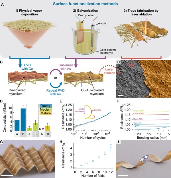 mushroom-substrate-mertsahin-demircioglu.jpg
