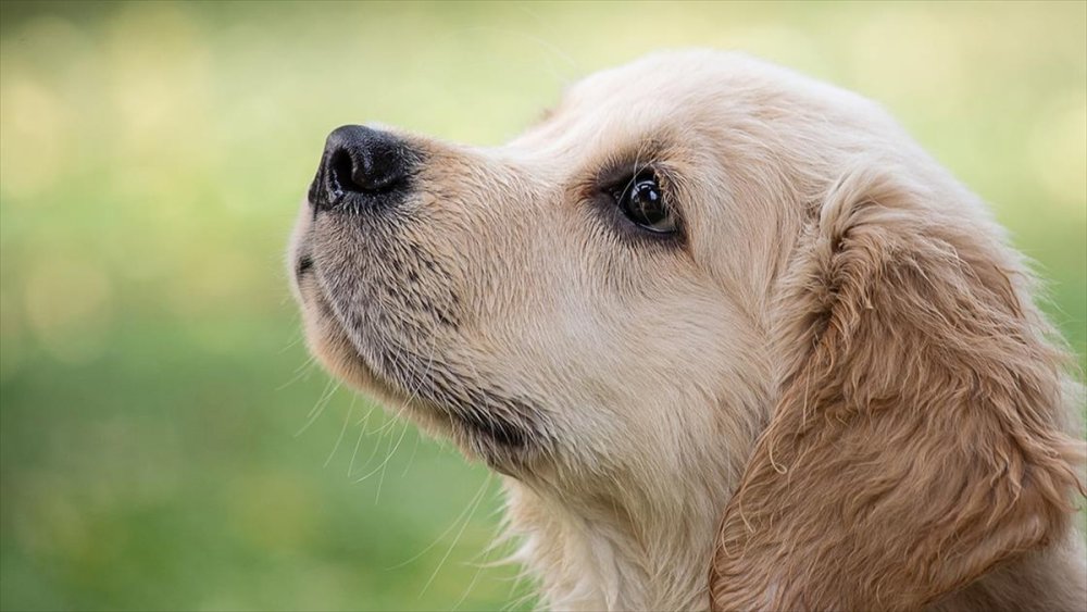 Köpeklerle ilgili ilginç araştırma! Yeni bir bağlantı buldular...