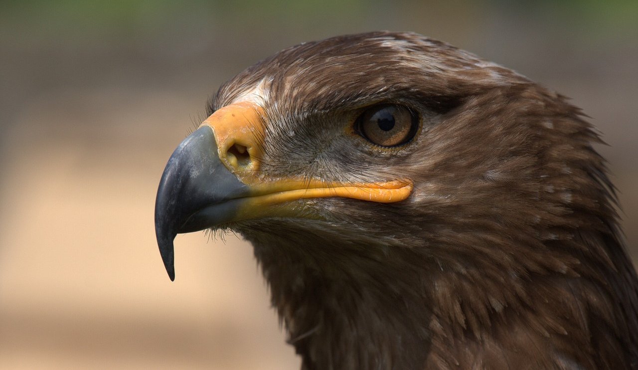 steppe-eagle-2132768-1280.jpg