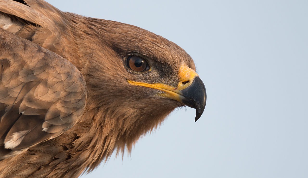 steppe-eagles-gape.jpg