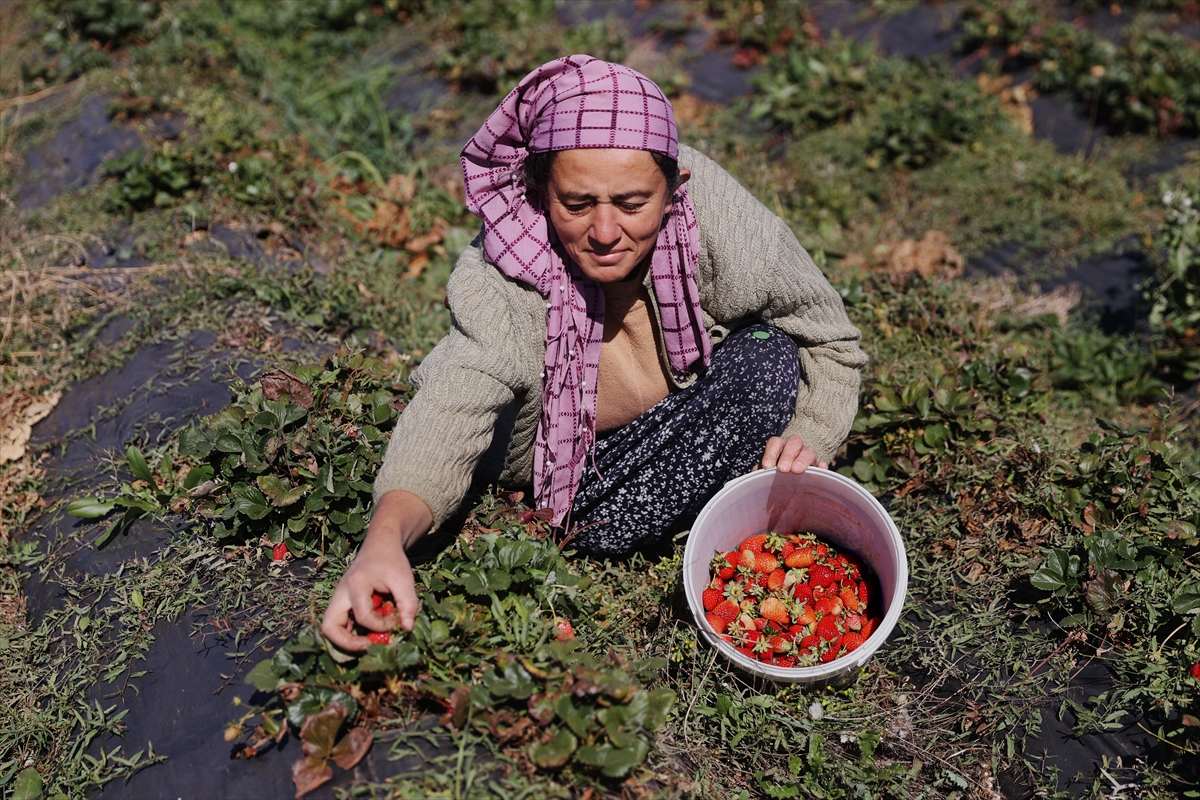 aa-20241023-35988667-35988642-ab-tescilli-cilegin-hasadinda-ureticiler-kis-oncesi-zamanla-yarisiyor.jpg
