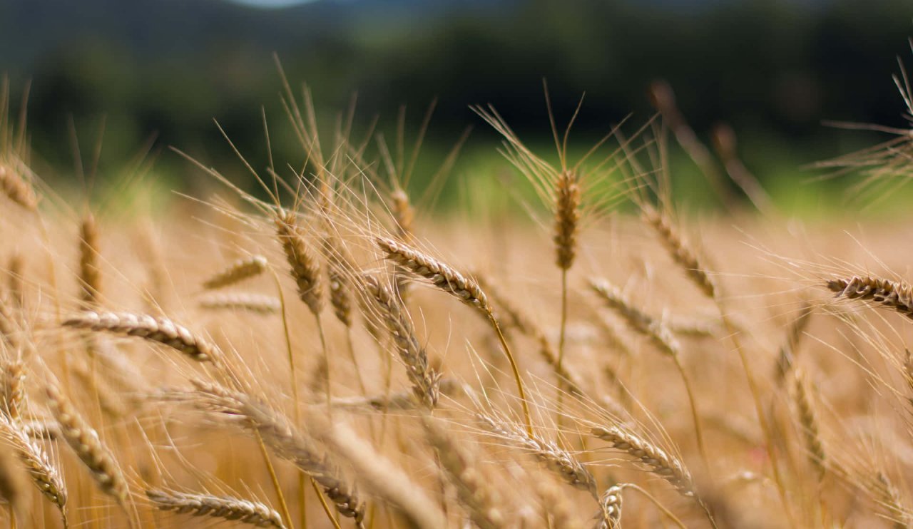 wheat-pictures-j7ojttxa4tccnz2q.jpg