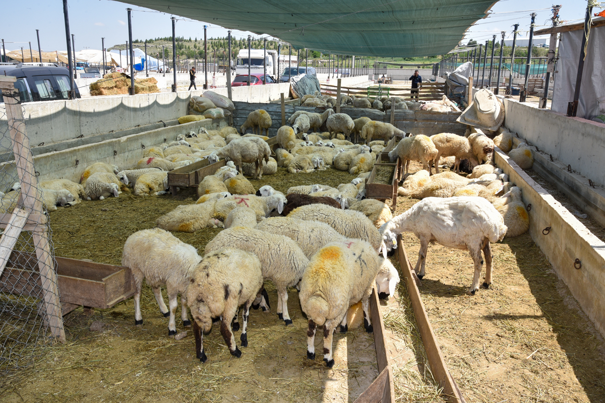 selcuklu-bayrama-hazir-8.jpg