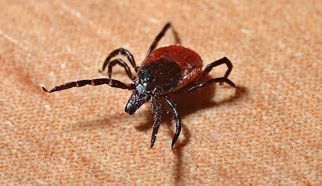 tick-1271763-1280.jpg