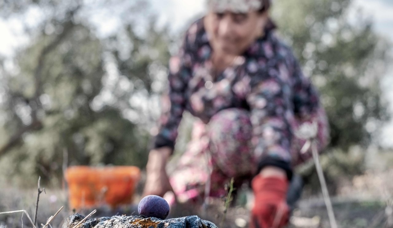 zeytin.jpg