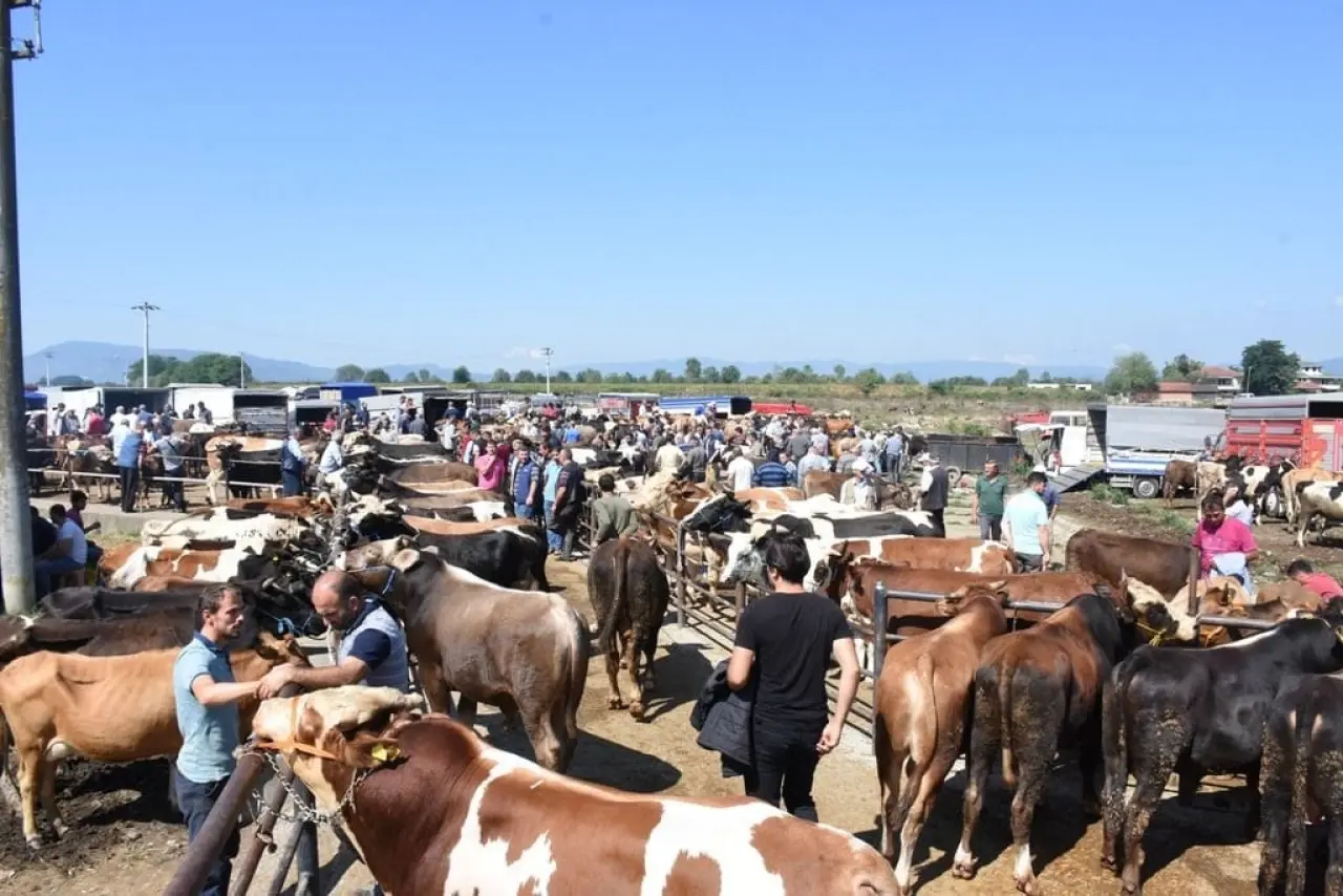 O ilde kurban fiyatları tavsiye edilen rakamlar bir gecede sil baştan değişti! 3