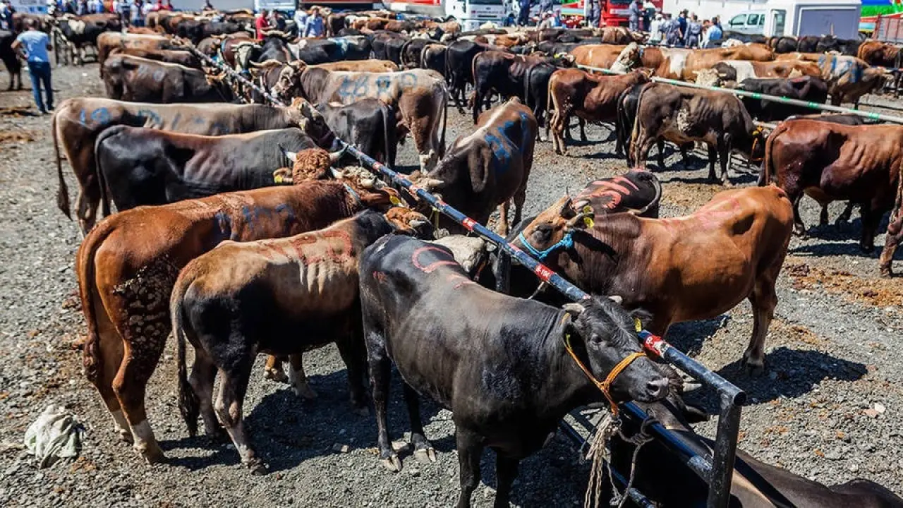 O ilde kurban fiyatları tavsiye edilen rakamlar bir gecede sil baştan değişti! 2