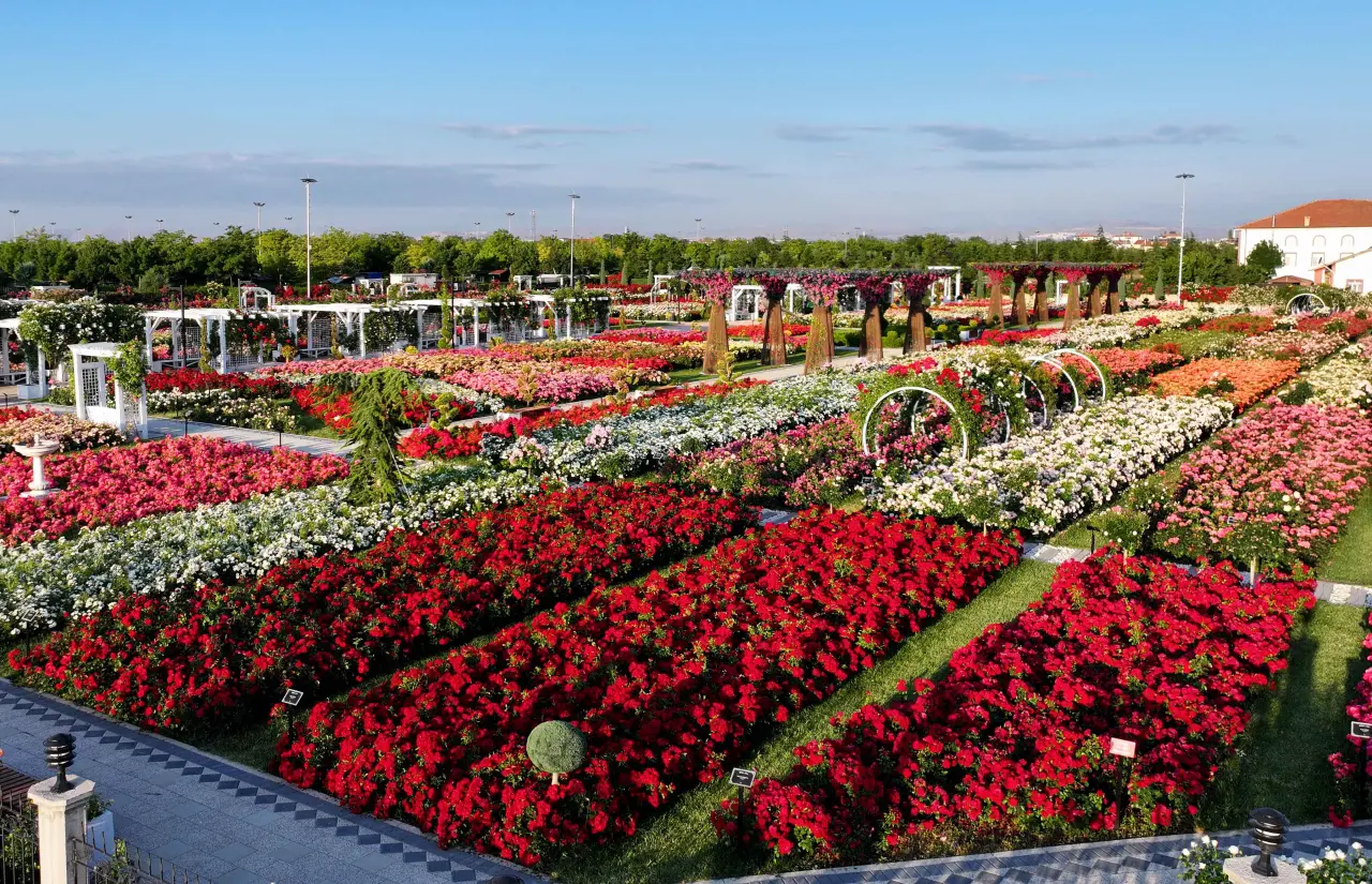 Konya’daki bu park görenleri hayran bırakıyor! 50 bin gül aynı yerde 1