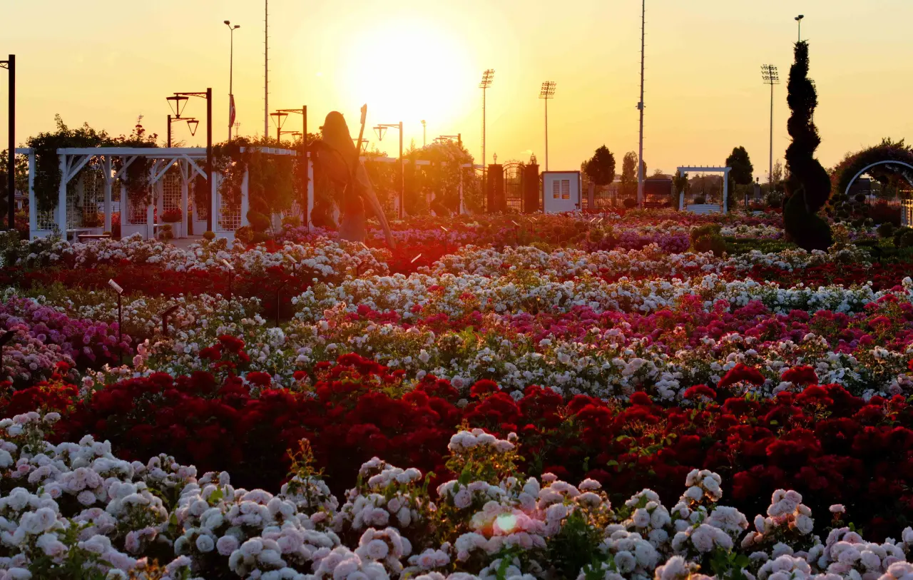 Konya’daki bu park görenleri hayran bırakıyor! 50 bin gül aynı yerde 4